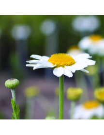 Anthemis tinctoria Sauce Hollandaise (0.8lt) Anthemis tinctoria Sauce Hollandaise (0.8lt)