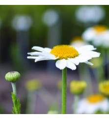 Anthemis tinctoria Sauce Hollandaise (0.8lt) Anthemis tinctoria Sauce Hollandaise (0.8lt)