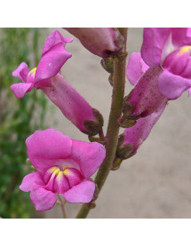 Antirrhinum pink Langthorns seedlings (1.5lt) Antirrhinum pink Langthorns seedlings (1.5lt)