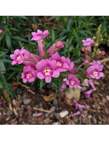 Antirrhinum pink Langthorns seedlings (1.5lt) Antirrhinum pink Langthorns seedlings (1.5lt)