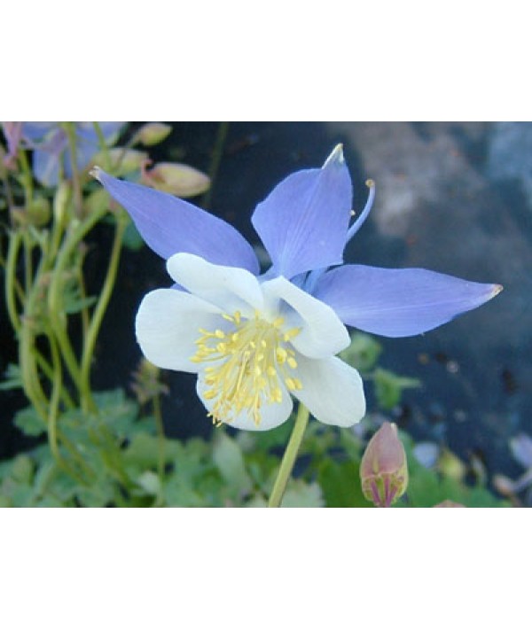 Aquilegia Blue Star (1lt)