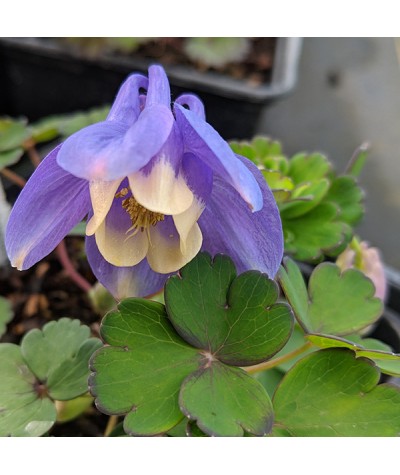 Aquilegia flabellata var. pumila Atlantis (1lt)