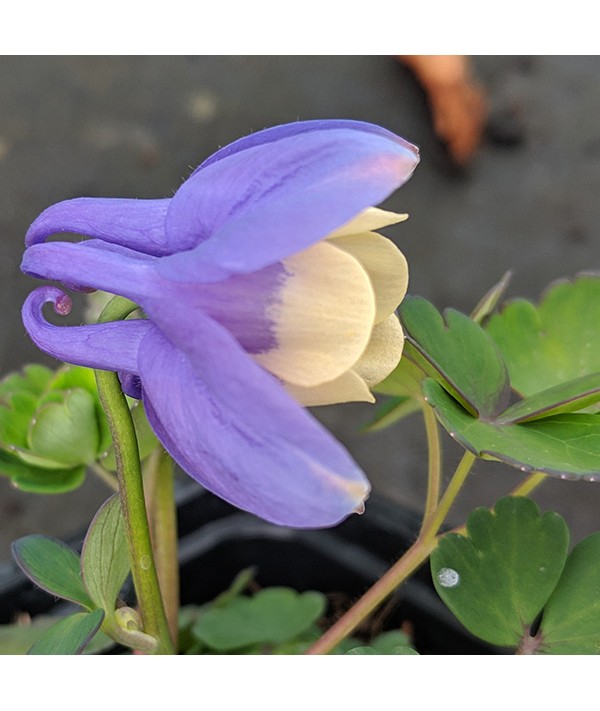 Aquilegia flabellata var. pumila Atlantis (1lt)