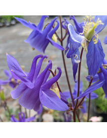 Aquilegia Hensol Harebell (1.5lt)