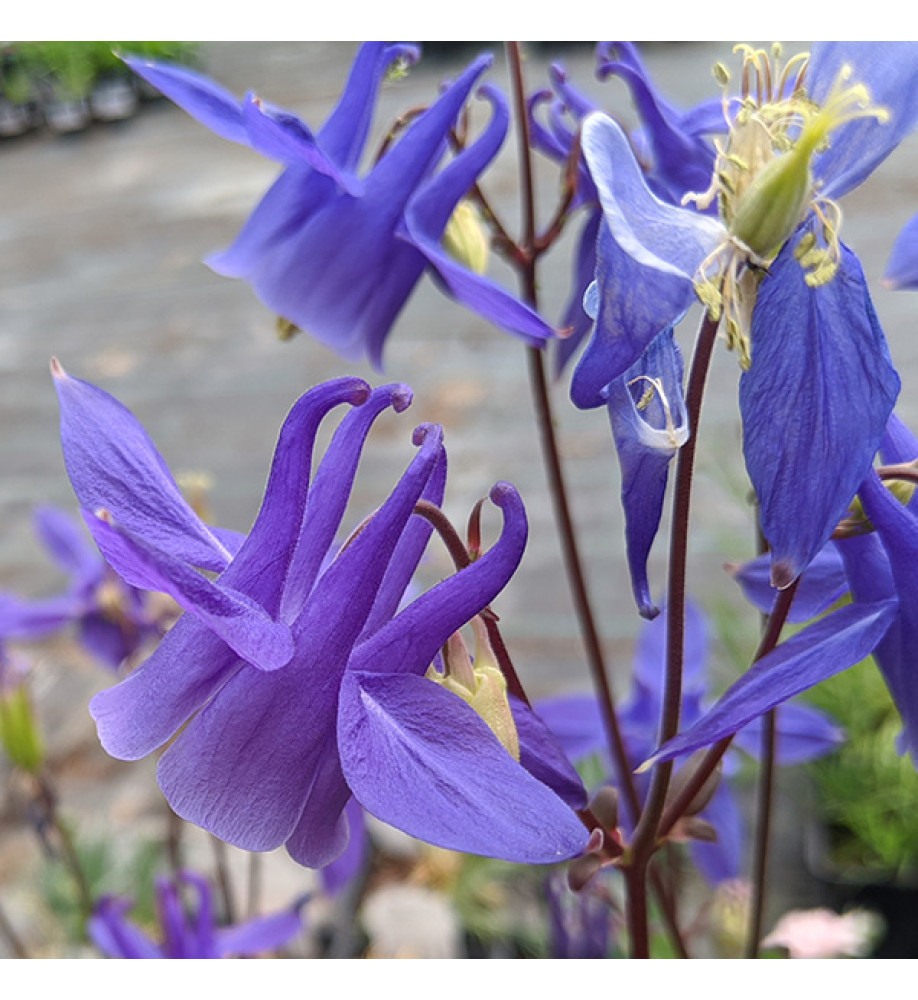 Aquilegia Hensol Harebell (1.5lt)