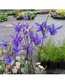 Aquilegia Hensol Harebell (1.5lt)