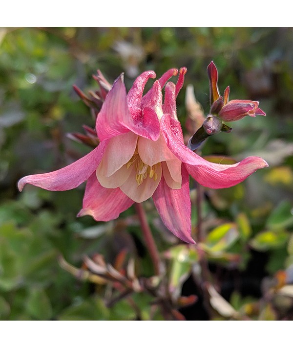 Aquilegia Red Hobbit (1lt)