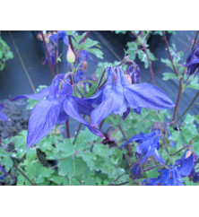 Aquilegia alpina (0.8lt)