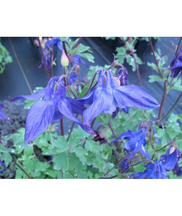 Aquilegia alpina (1lt)