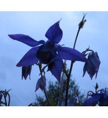 Aquilegia alpina (0.8lt)