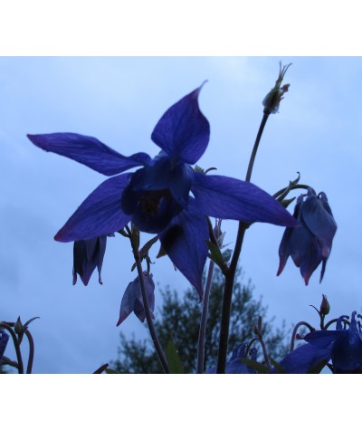 Aquilegia alpina (1lt)