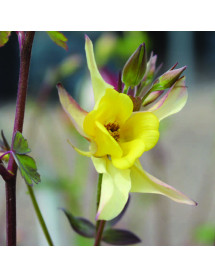 Aquilegia chrysantha Yellow Queen (1lt) Aquilegia chrysantha Yellow Queen (1lt)