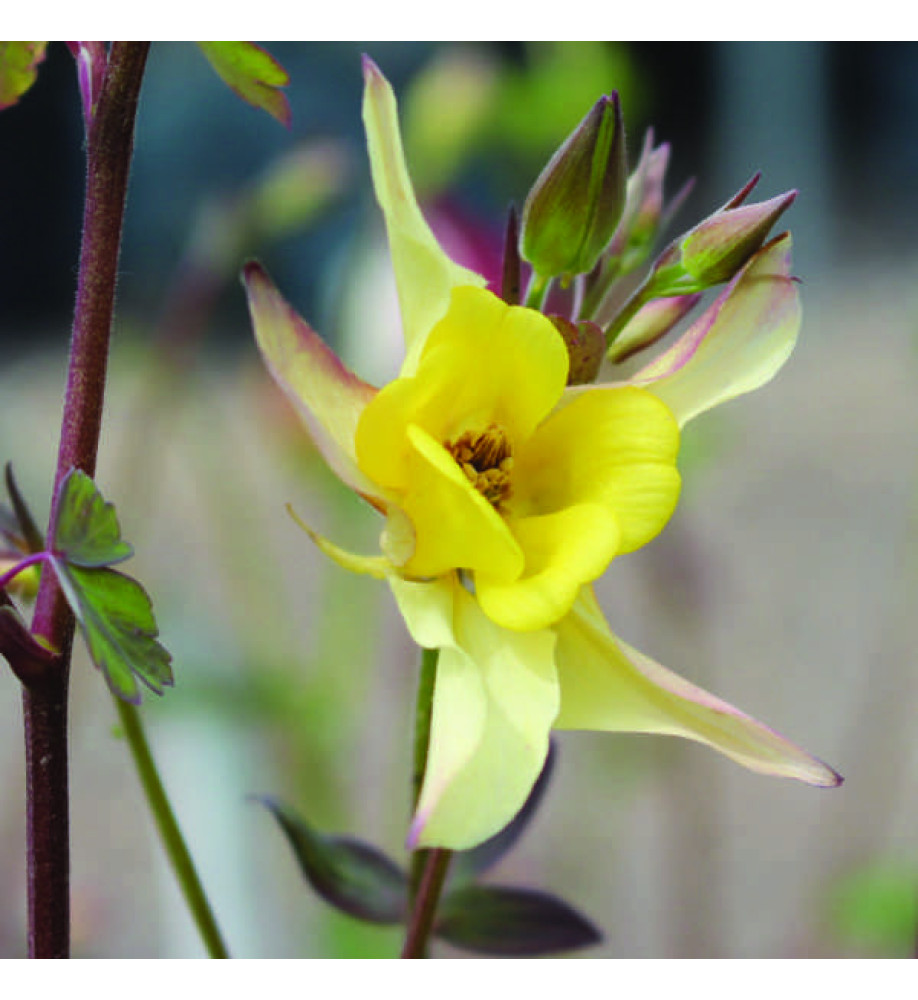 Aquilegia chrysantha Yellow Queen (1lt)