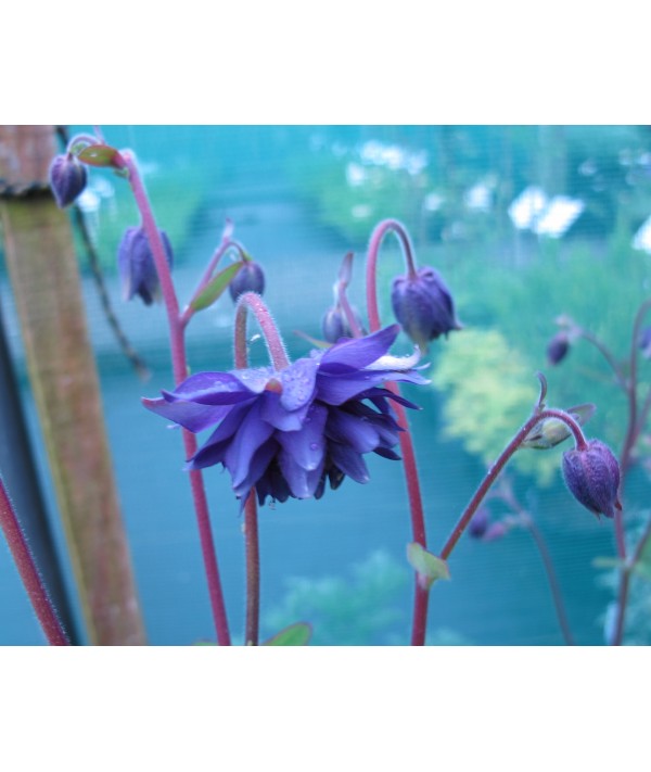 Aquilegia vulgaris stellata Blue Barlow (1lt)