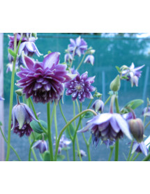 Aquilegia vulgaris stellata Crista Barlow (1lt)
