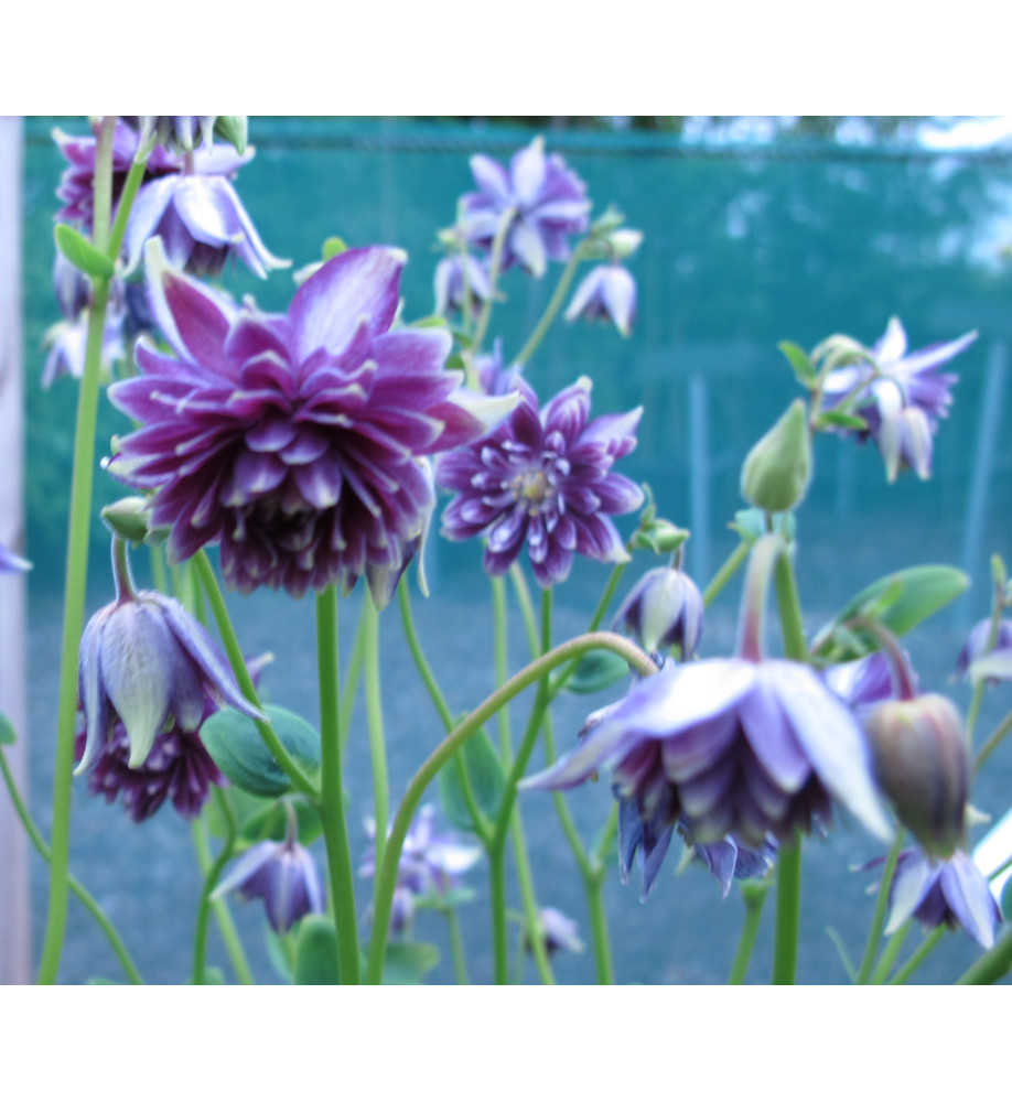 Aquilegia vulgaris stellata Crista Barlow (1lt)