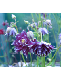 Aquilegia vulgaris stellata Crista Barlow (1lt)