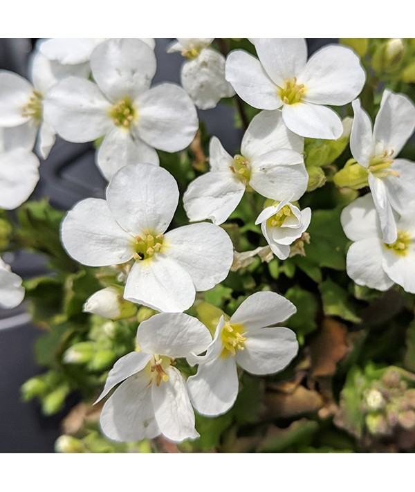 Arabis alpina caucasica Alabaster (1lt) Arabis alpina caucasica Alabaster (1lt)
