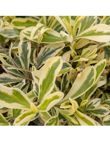 Arabis ferdinandi coburgi Old Gold (1lt)