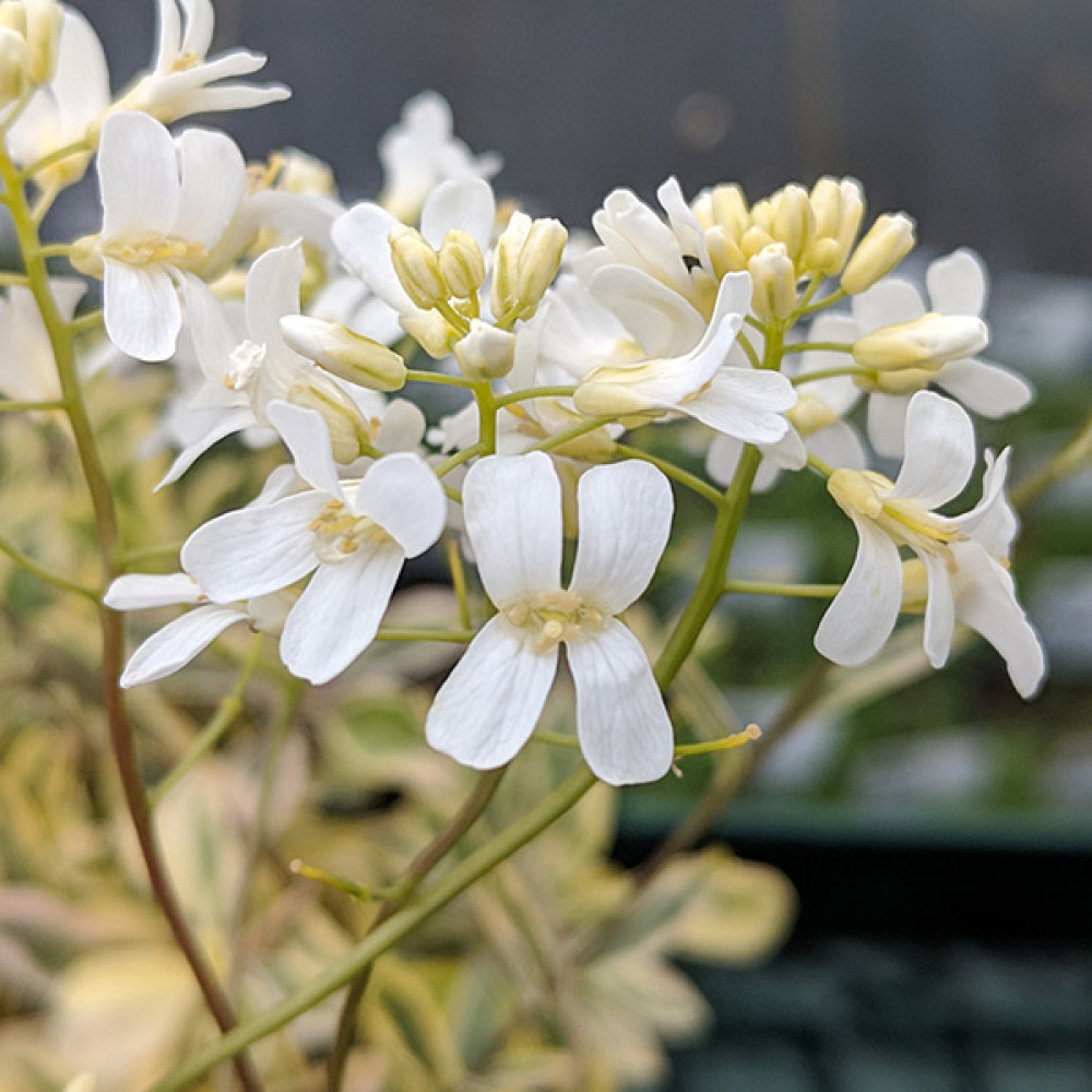 Arabis ferdinandi coburgi Old Gold (1lt)