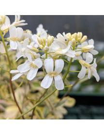 Arabis ferdinandi coburgi Old Gold (1lt)