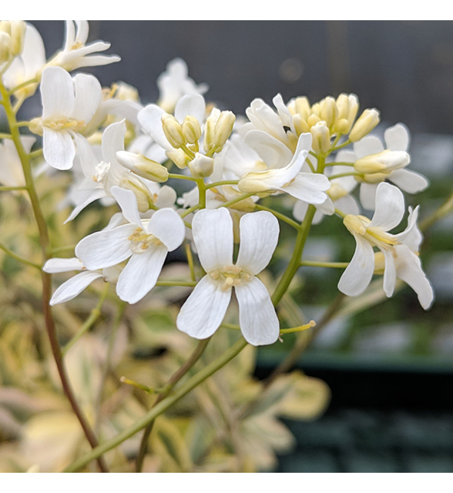 Arabis ferdinandi coburgi Old Gold (1lt)