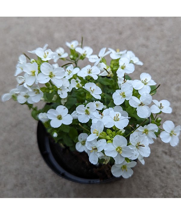Arabis alpina subsp. caucasica Little Treasure White (9cm)