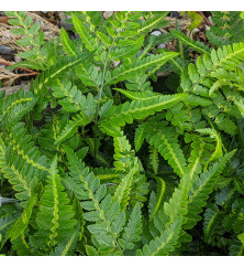 Arachnoides aristata Variegata (3lt)