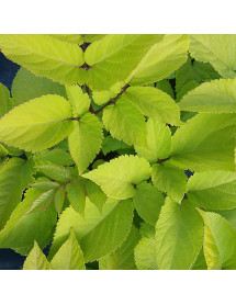 Aralia cordata Sun King (3lt)