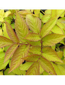Aralia cordata Sun King (3lt)