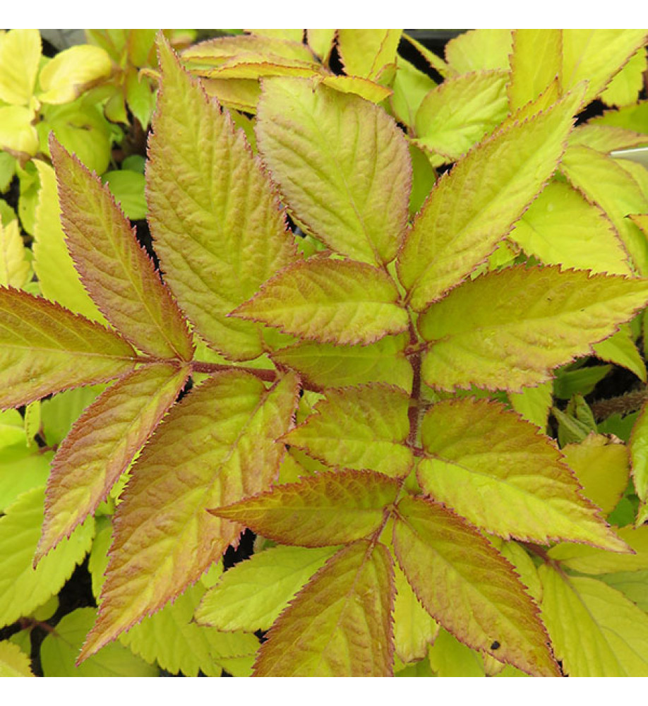 Aralia cordata Sun King (3lt)