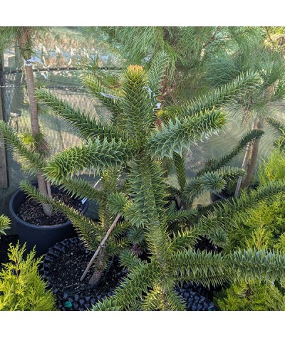 Araucaria araucana (12lt)