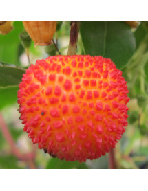 Arbutus x andrachnoides (35lt)