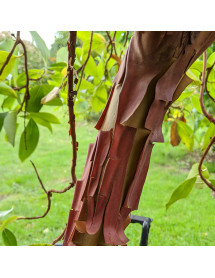 Arbutus x andrachnoides (35lt)
