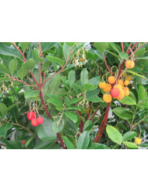 Arbutus x andrachnoides (50lt)