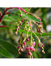 Arbutus marina (3lt)