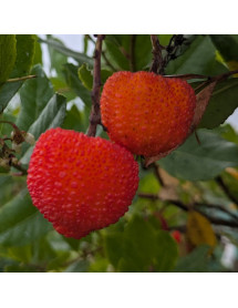 Arbutus marina (3lt)