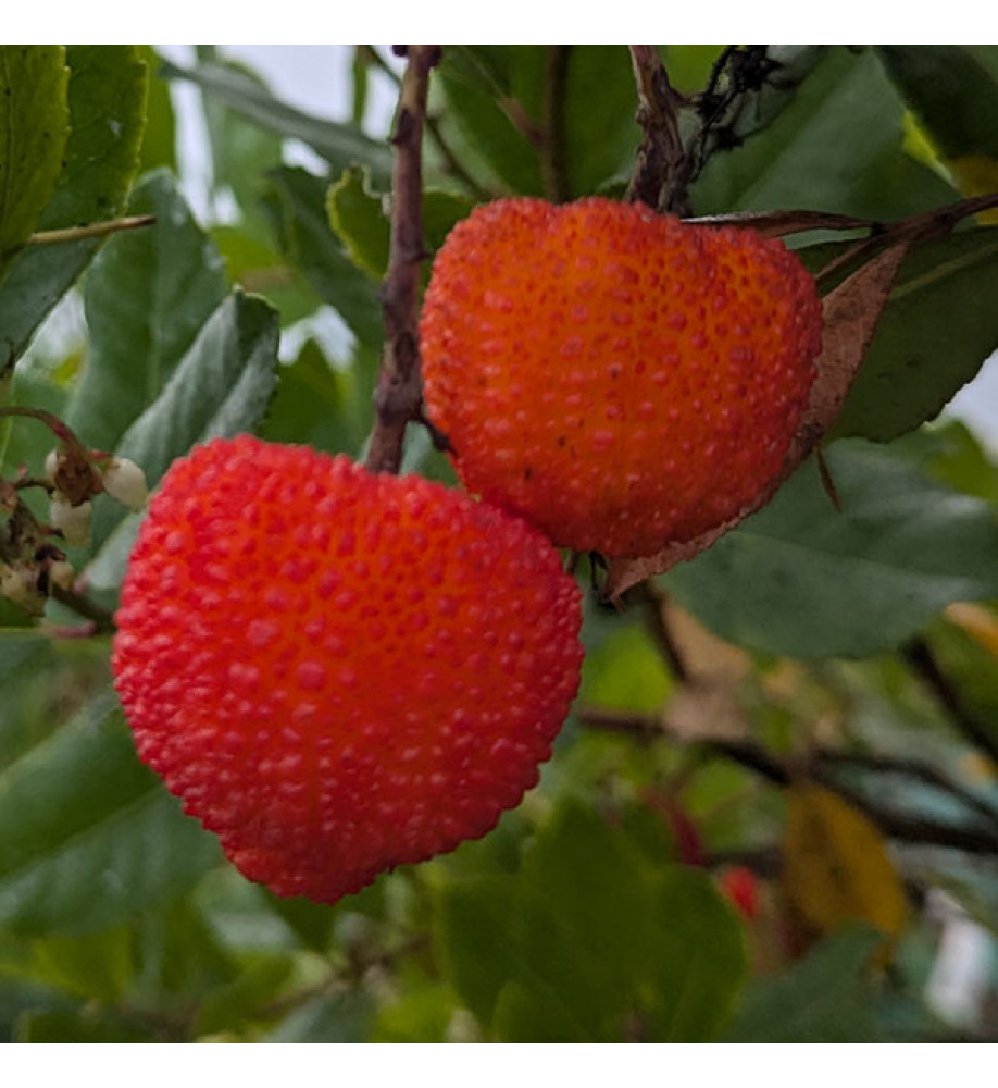Arbutus marina (3lt)