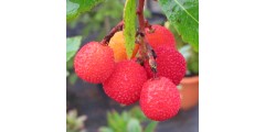 Arbutus unedo Atlantic (3lt)