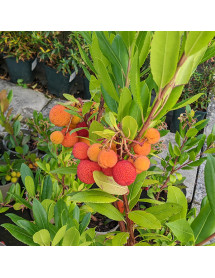 Arbutus unedo Compacta (2lt)