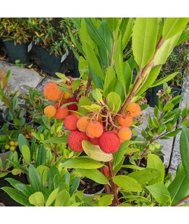 Arbutus unedo Compacta (3lt)