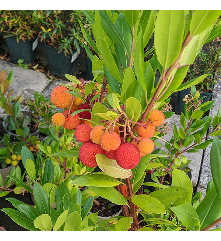 Arbutus unedo Compacta (2lt)