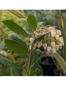 Arbutus unedo Compacta (2lt)