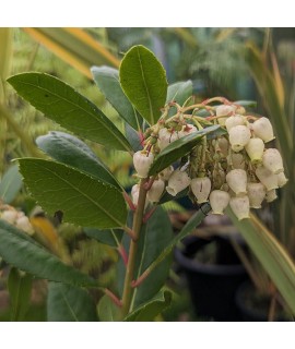 Arbutus unedo Compacta (3lt)