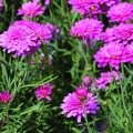 Argyranthemum frutescens Raspberry Ruffles (1lt)