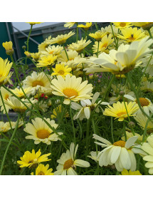 Argyranthemum Jamaica Primrose (3lt)