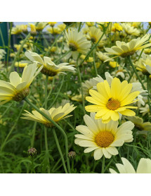 Argyranthemum Jamaica Primrose (3lt)