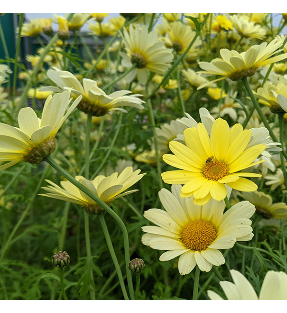 Argyranthemum Jamaica Primrose (3lt)