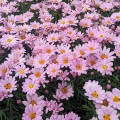 Argyranthemum Lolly (1lt)