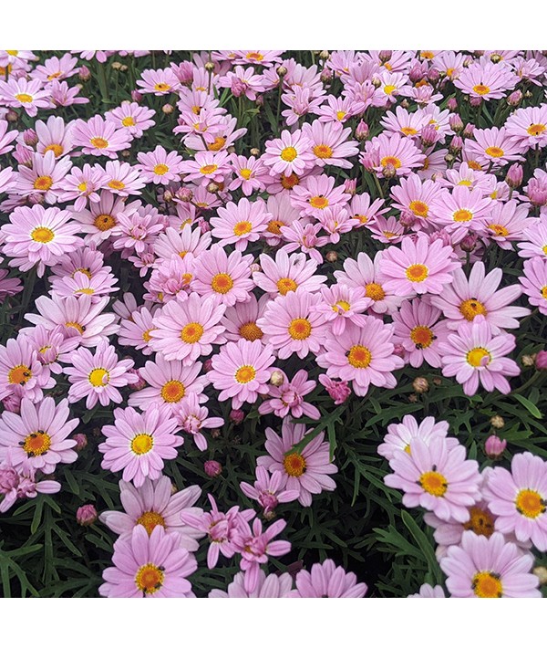 Argyranthemum Lolly (1lt)